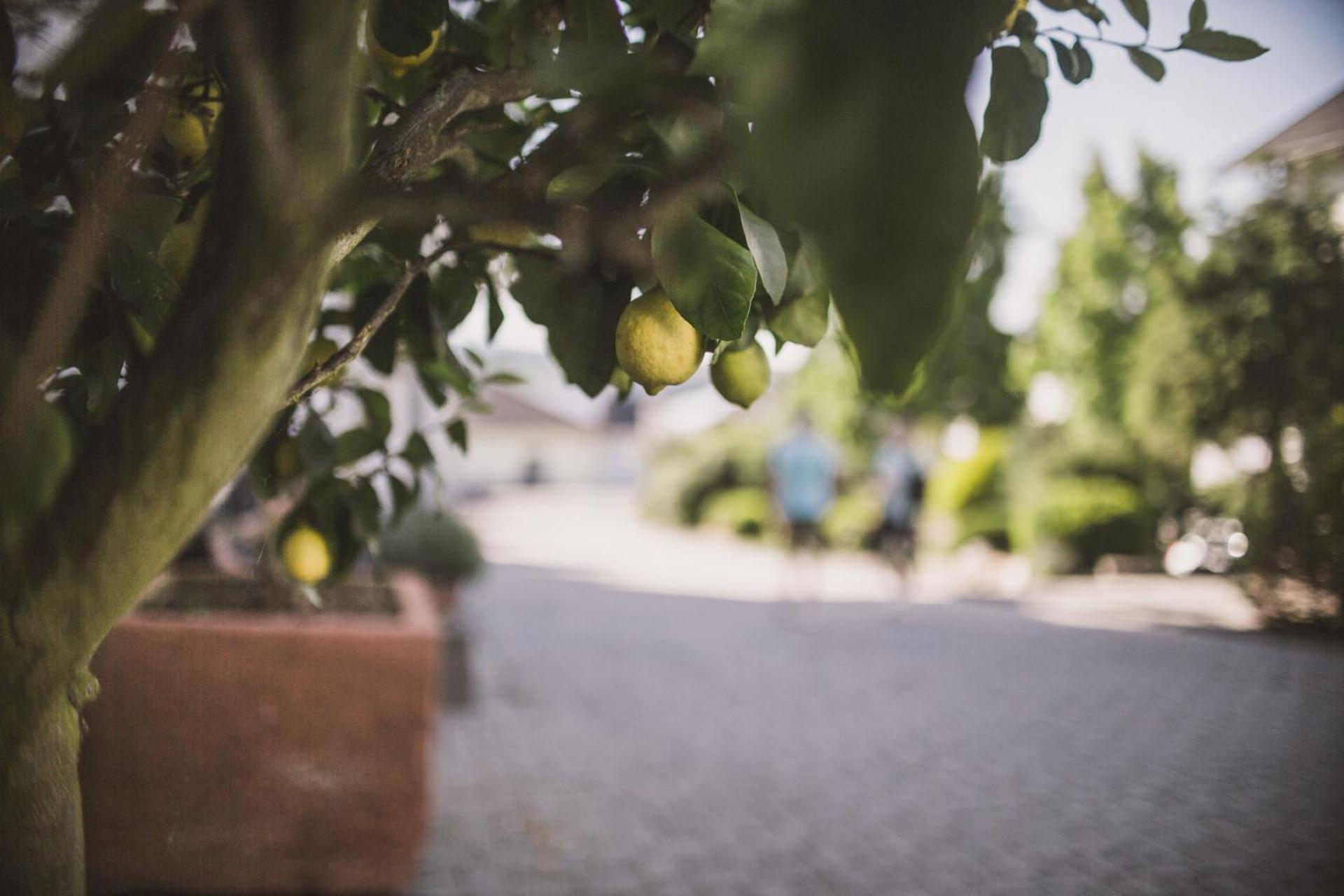 Hotel Weingut Gehlen-Cornelius Brauneberg Zewnętrze zdjęcie